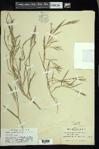 Muhlenbergia mexicana image