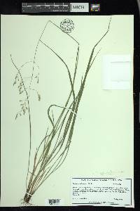 Festuca subverticillata image