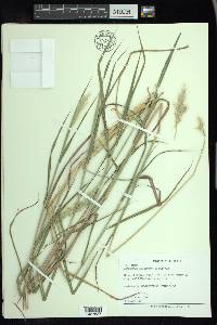 Bothriochloa saccharoides image