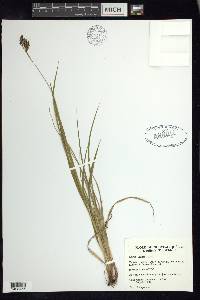 Carex atrata image