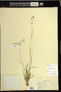 Carex echinata image