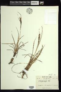 Carex aquatilis var. stans image