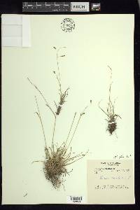 Carex capillaris image