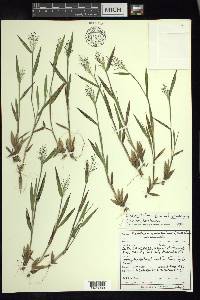 Dichanthelium acuminatum subsp. columbianum image