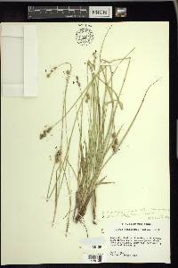 Carex festucacea image