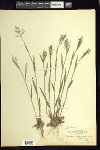 Dichanthelium acuminatum subsp. columbianum image