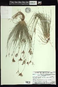 Bulbostylis ciliatifolia image