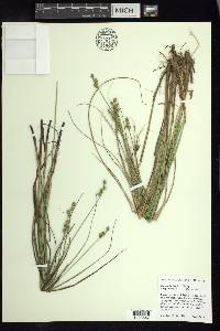 Carex atlantica subsp. atlantica image