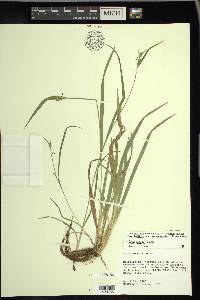 Carex kraliana image