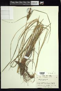 Carex aquatilis var. aquatilis image