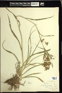 Scirpus pendulus image