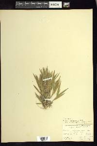 Dichanthelium commonsianum image