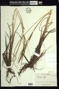 Carex aquatilis var. aquatilis image