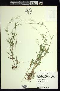 Dichanthelium acuminatum subsp. columbianum image