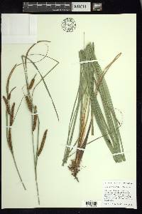 Carex barbarae image