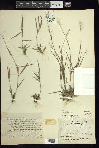 Dichanthelium acuminatum subsp. columbianum image