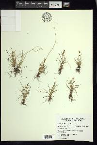 Carex capillaris image