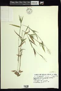 Dichanthelium acuminatum subsp. columbianum image