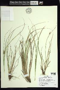 Carex cusickii image