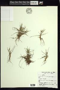 Carex capillaris image