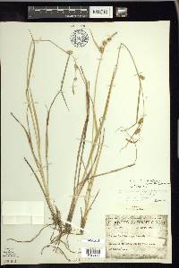 Carex viridula image