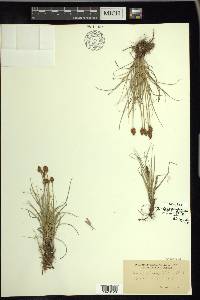 Carex duriuscula image