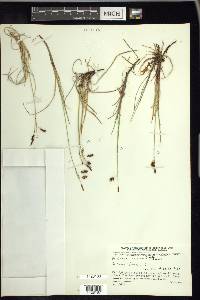 Carex rariflora image