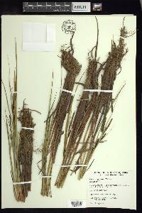 Carex aquatilis var. aquatilis image