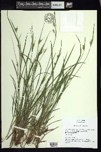 Carex crebriflora image