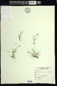 Carex bicolor image