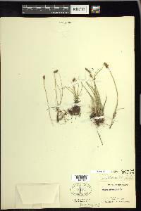 Carex duriuscula image