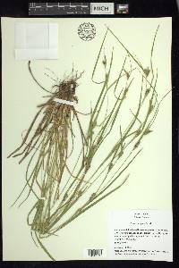 Carex corrugata image