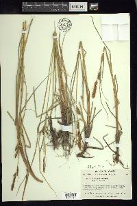 Carex aquatilis var. aquatilis image