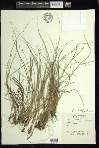 Carex arcta image