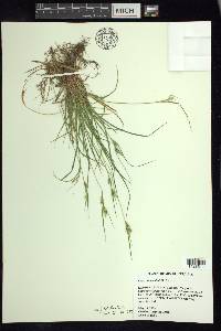 Carex breviculmis image