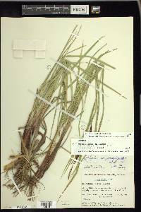 Carex saxenii image