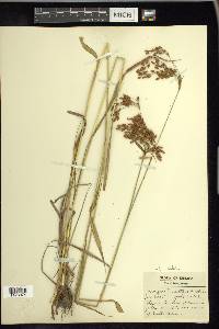 Scirpus pendulus image