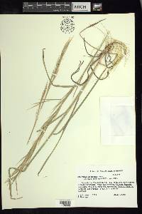 Schizachyrium muelleri image