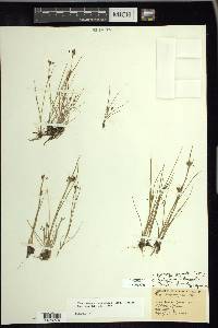 Eleocharis olivacea image