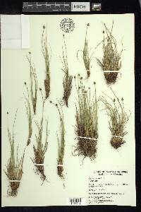 Carex capitata image