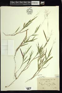 Dichanthelium acuminatum subsp. columbianum image