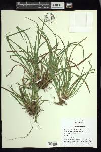 Carex abscondita image