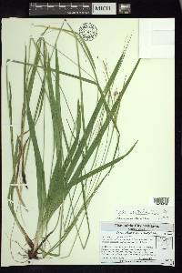 Carex arctata image