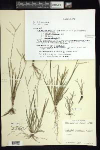 Paspalum clavuliferum image