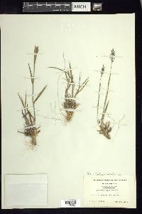 Dichanthelium acuminatum subsp. columbianum image