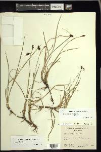 Carex pluriflora image