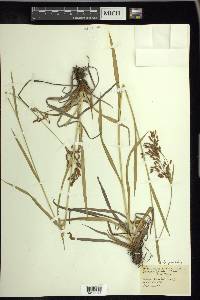 Scirpus pendulus image