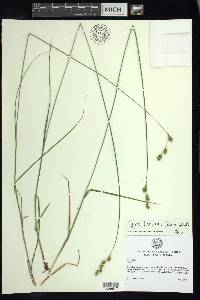 Carex brevior image