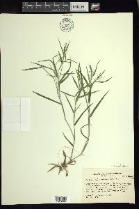 Dichanthelium acuminatum subsp. columbianum image