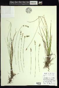 Carex echinata subsp. echinata image